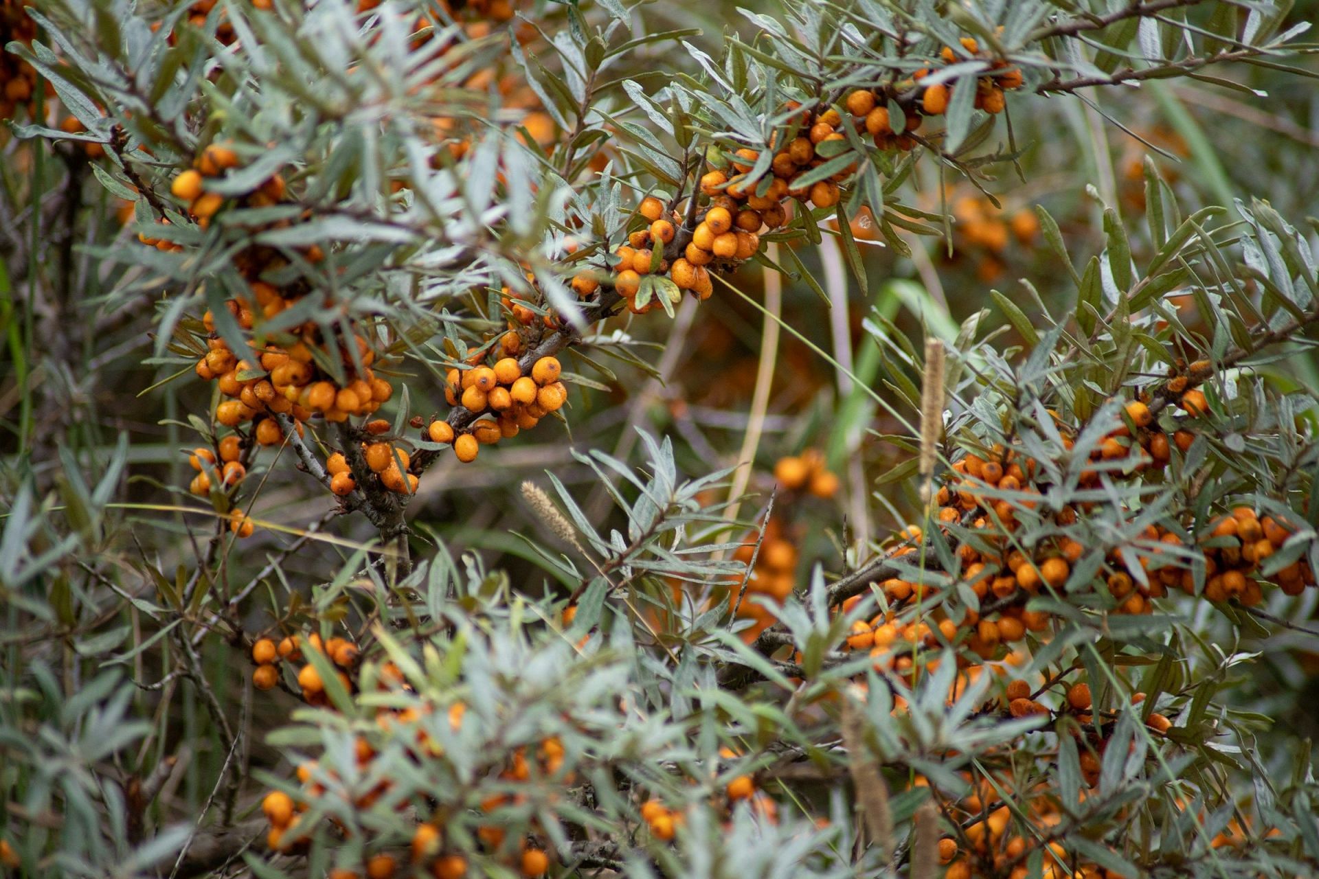 Sea Buckthorn benefits (Image via Unsplash/Yulia)